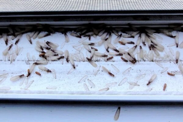 Termite-Swarms