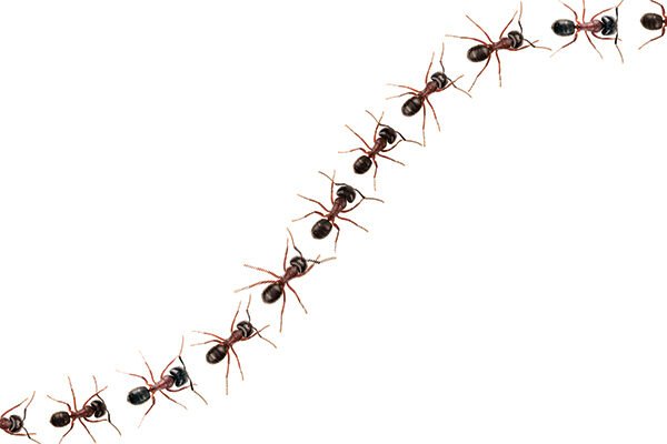 iS-497387771_ant
