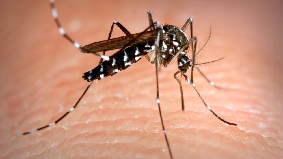 Aedes albopictus mosquito also known as the asian tiger mosquito