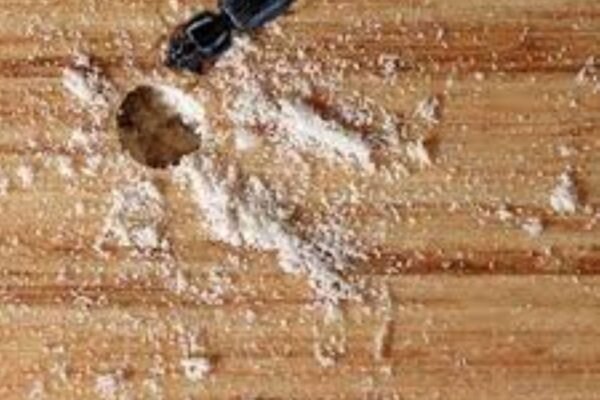 wood-borer-treatment-pest-control-service